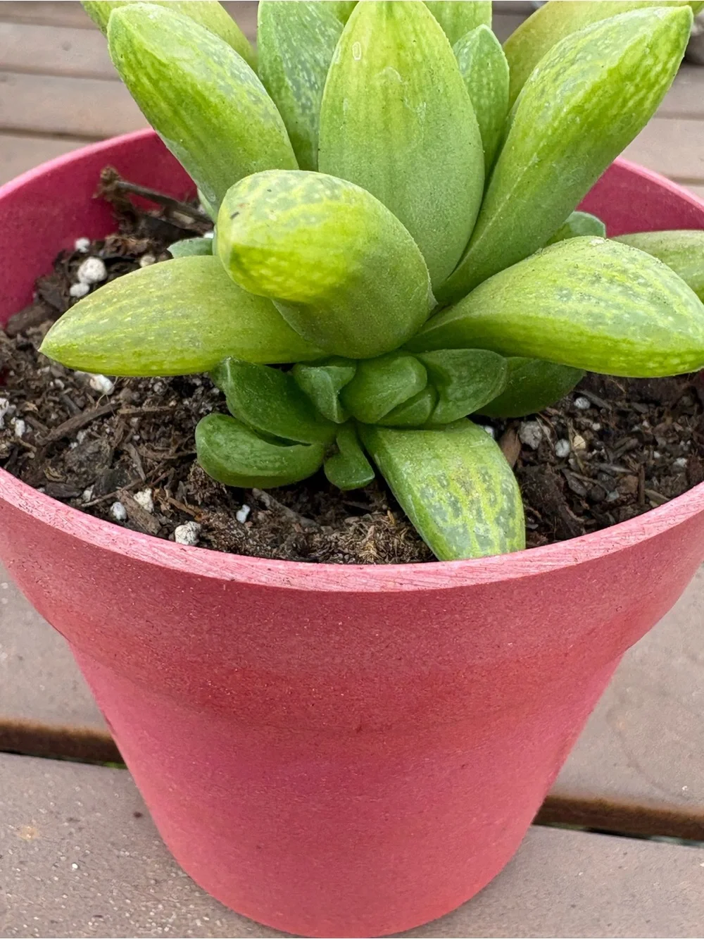 Haworthia Green Succulent in Pink Pot - Home Accents